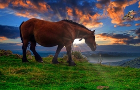 黄昏夕阳骏马吃草图片
